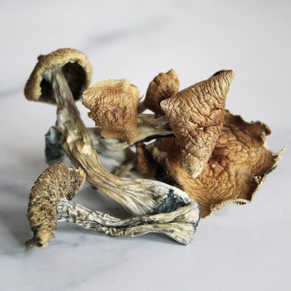 Mexicana Magic Mushrooms